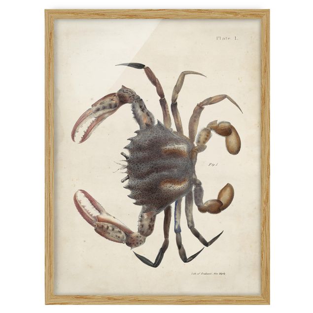 Tableau animaux Illustration vintage Crabe