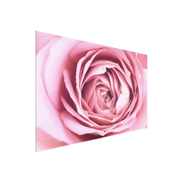 Tableaux en verre fleurs Fleur de Rose rose