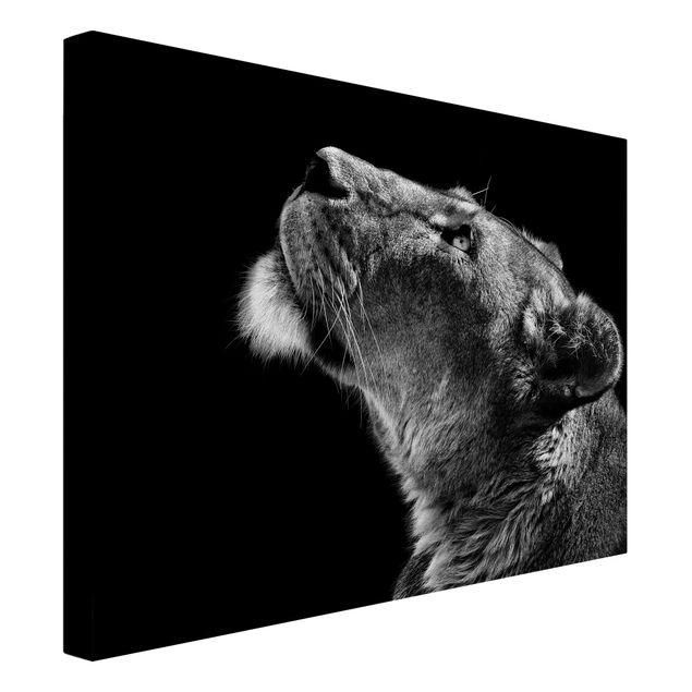 Tableaux sur toile en noir et blanc Portrait d'une lionne