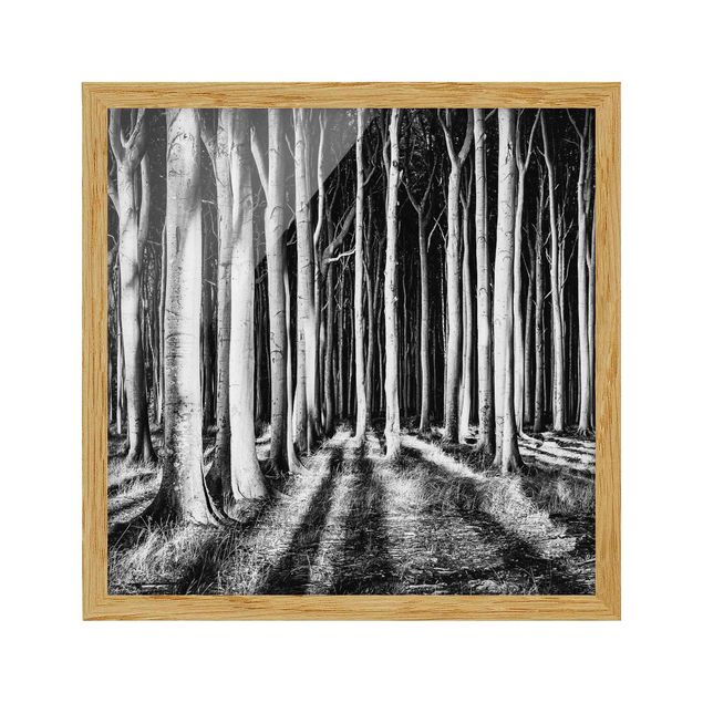 Tableaux encadrés noir et blanc Forêt effrayante