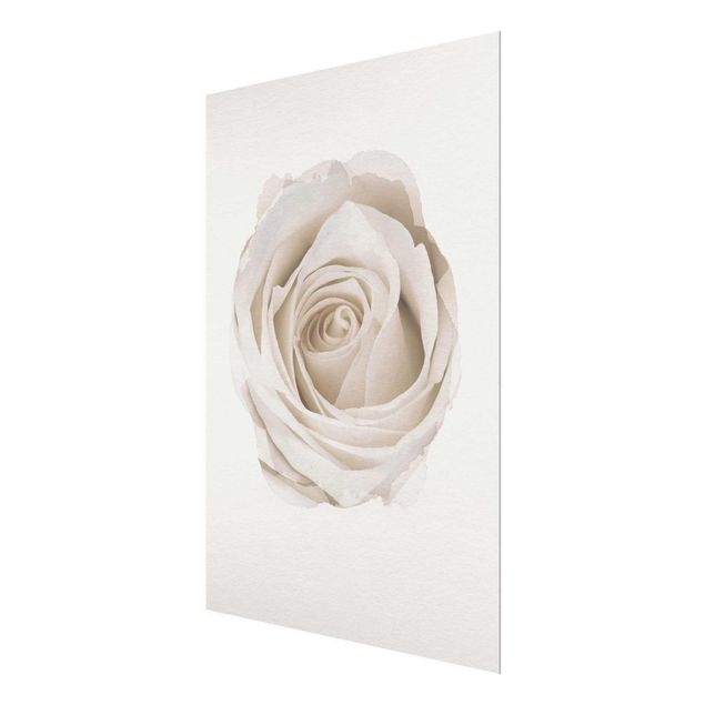 tableaux floraux Aquarelle - Jolie Rose Blanche