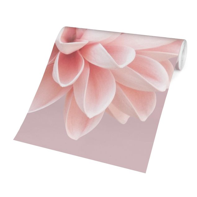 tapisserie panoramique Fleur Dahlia Lavande Rose Blanc