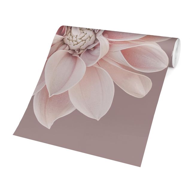 Papier peint panoramique Fleur Dahlia Lavande Blanc Rose