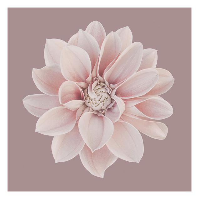 Papier peint - Dahlia Flower Lavender White Pink