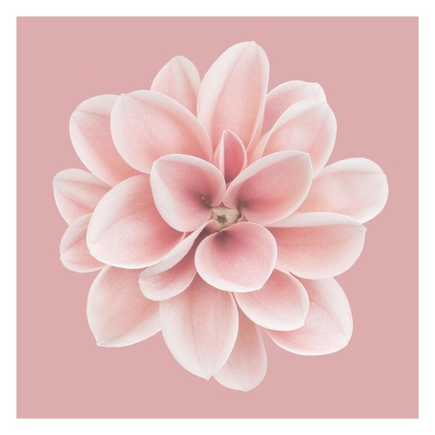 Papier peint - Dahlia Pink Blush Flower Centered