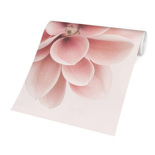 tapisserie panoramique Dahlia Rose Fleur Pastel Centré