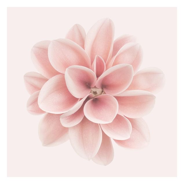 Papier peint - Dahlia Pink Pastel Flower Centered