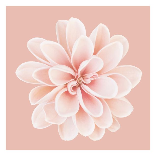 Papier peint - Dahlia Pink Pastel White Centered