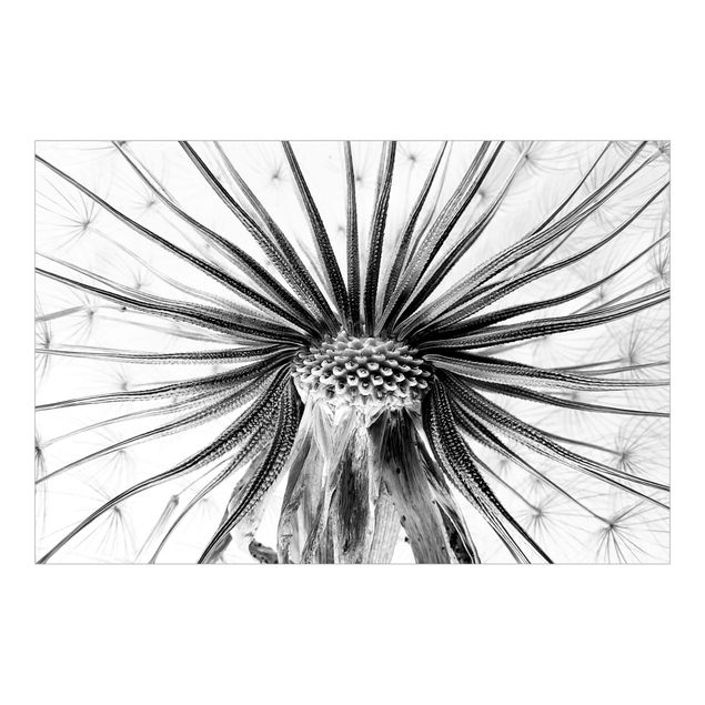 Papier peint panoramique Dandelion Close-up Black And White