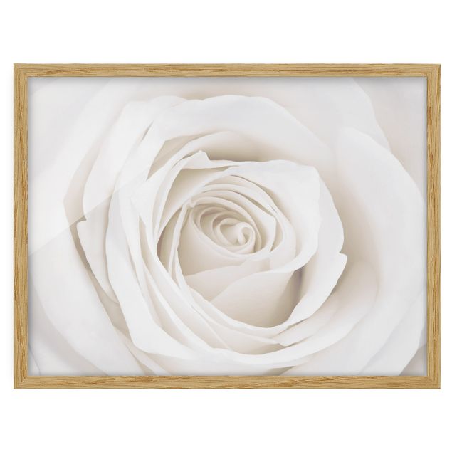 tableaux floraux Jolie Rose Blanche