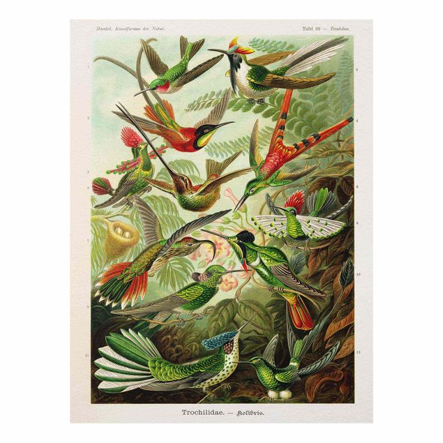 Tableau multicolore Vintage Board Hummingbirds