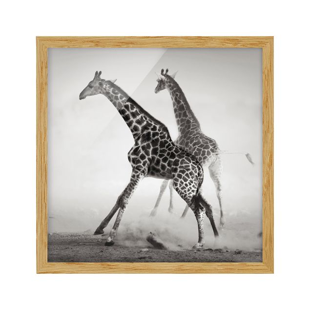 Tableaux encadrés animaux Girafes à la chasse