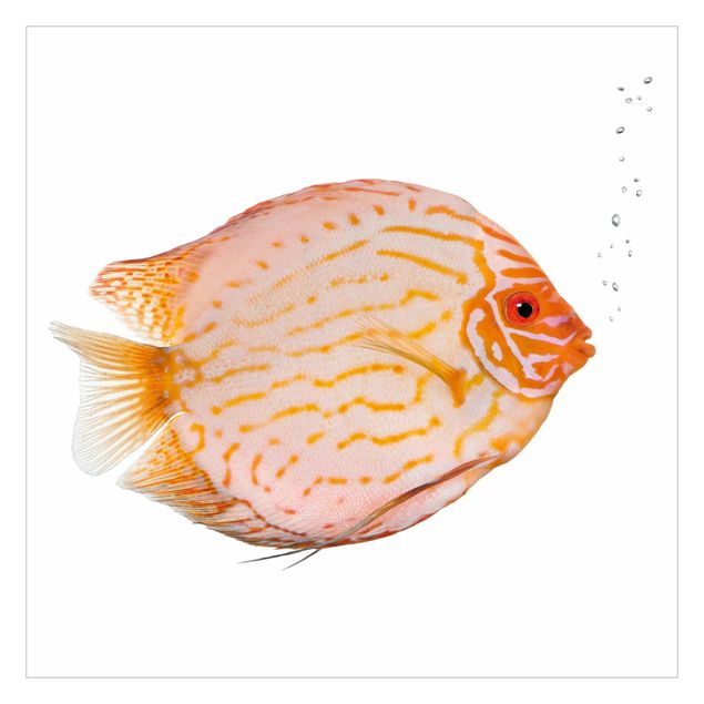 Papier peint - Discus fish