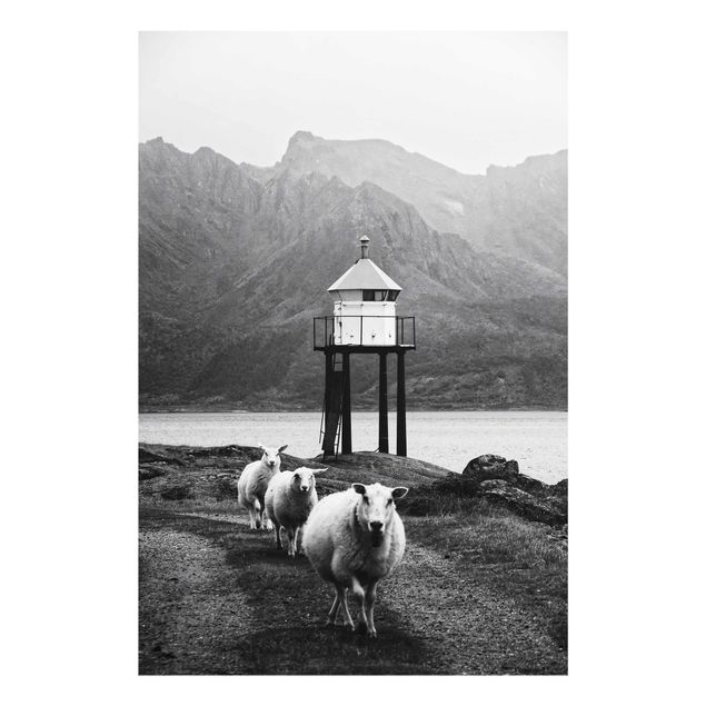 Tableaux noir et blanc Trois moutons sur les Lofoten