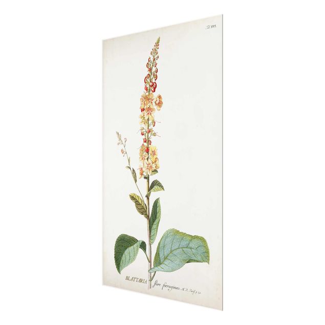 Tableau décoration Illustration botanique vintage Mullein