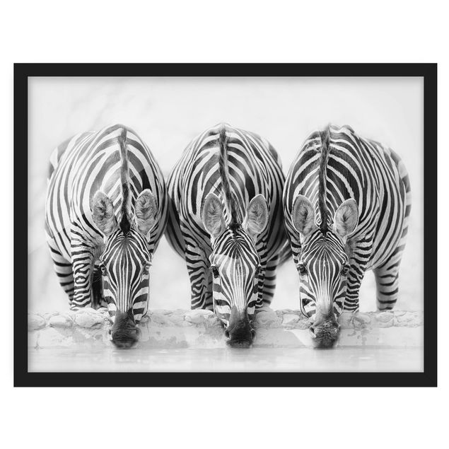 Tableaux encadrés animaux Trio de zèbres en noir et blanc