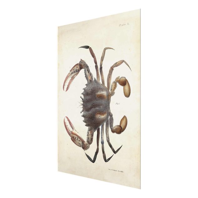 Tableau décoration Illustration vintage Crabe
