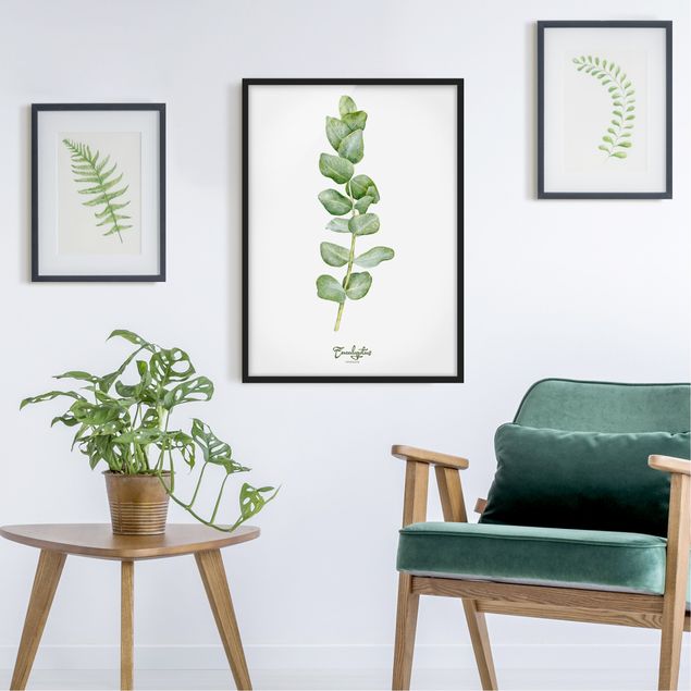 Tableaux encadrés fleurs Botanique à l'aquarelle Eucalyptus