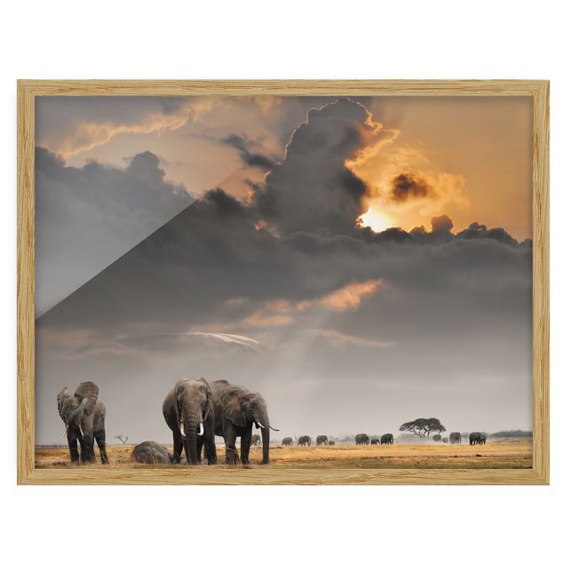Tableaux encadrés paysage Eléphants dans la savane