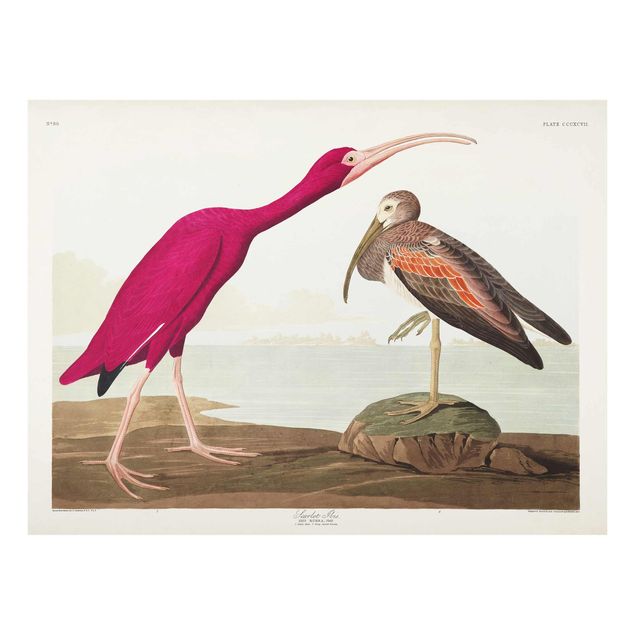 Tableaux paysage Tableau Vintage Ibis rouge