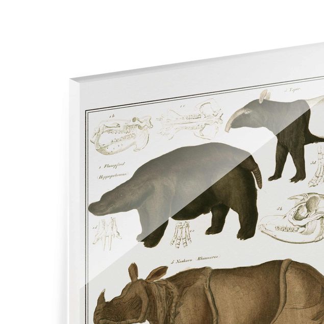Tableau animaux afrique Tableau Botanique éléphant, zèbre et rhino