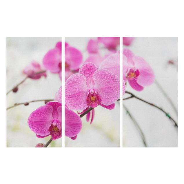 Tableaux fleurs Gros plan sur une orchidée