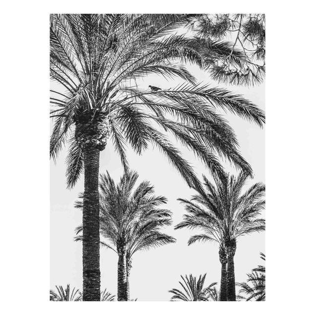Tableaux en verre noir et blanc Palmiers au coucher du soleil noir et blanc