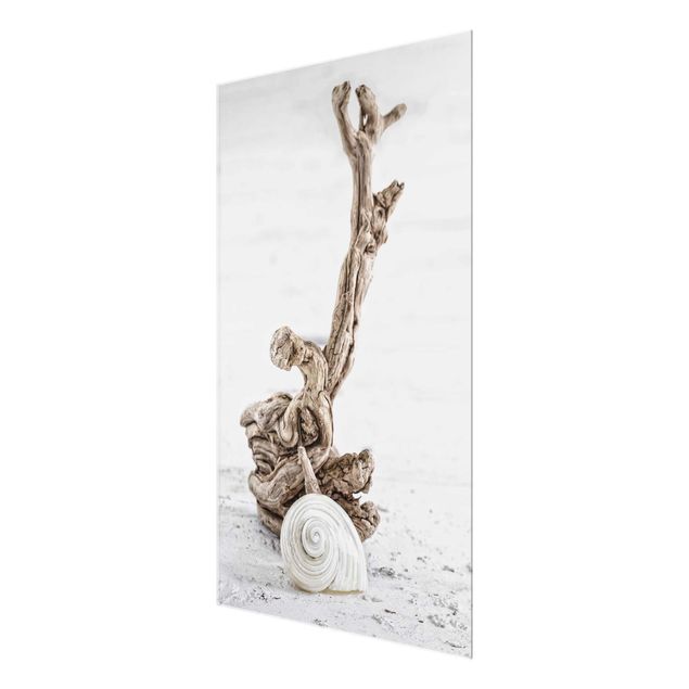 Tableaux nature coquille d'escargot blanche et bois de racine