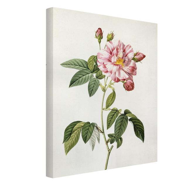Tableaux moderne Pierre Joseph Redoute - Rose Gallica Rose