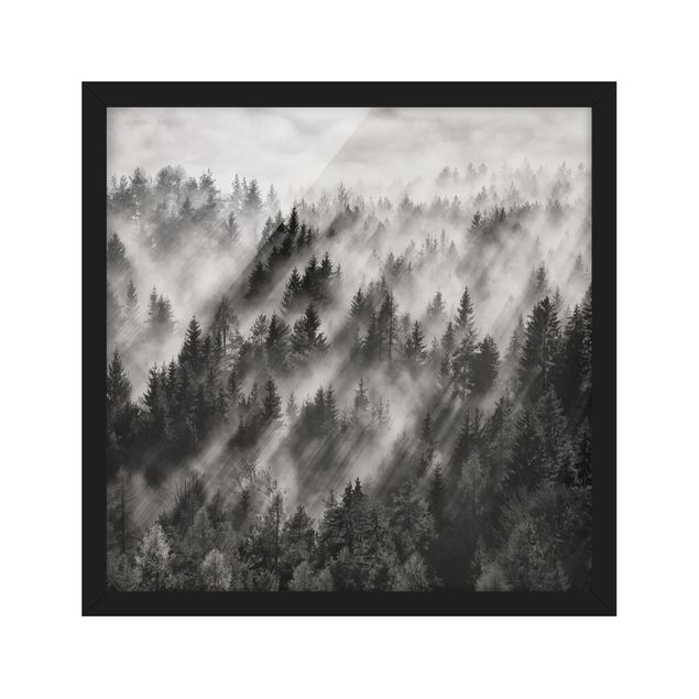 Tableaux encadrés noir et blanc Rayons lumineux dans la forêt de conifères