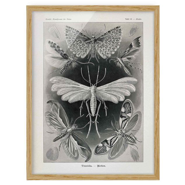 Affiches encadrées vintage Tableau Vintage phalènes et papillons