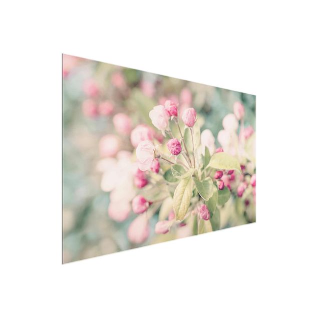 Tableaux fleurs Apple Blossom Bokeh Light Pink
