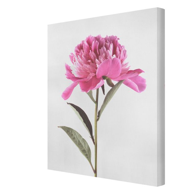 Tableaux muraux Pivoine en fleur rose sur blanc