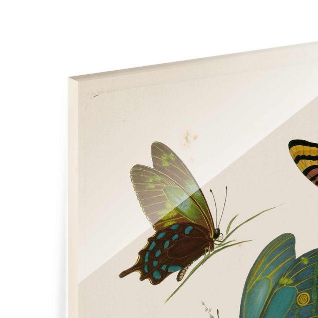 Tableaux muraux Illustration vintage Papillons Exotiques