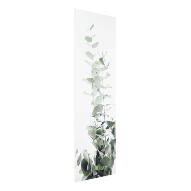 Tableaux fleurs Eucalyptus dans la lumière blanche