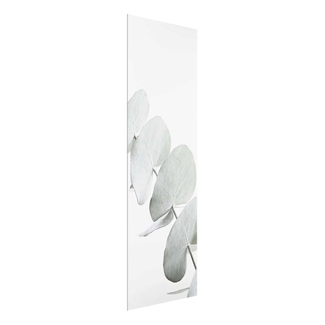 tableaux floraux Branche d'eucalyptus dans la lumière blanche