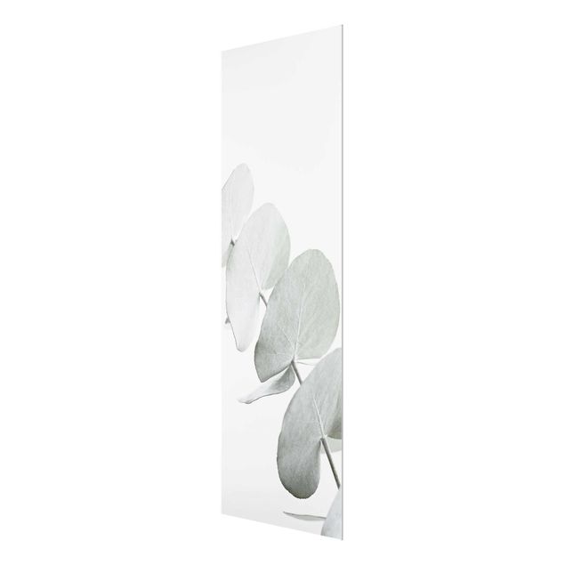 Tableaux en verre magnétique Branche d'eucalyptus dans la lumière blanche