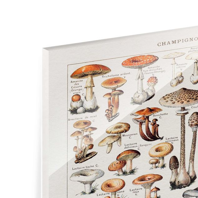 Tableaux en verre magnétique Tableau Vintage champignons