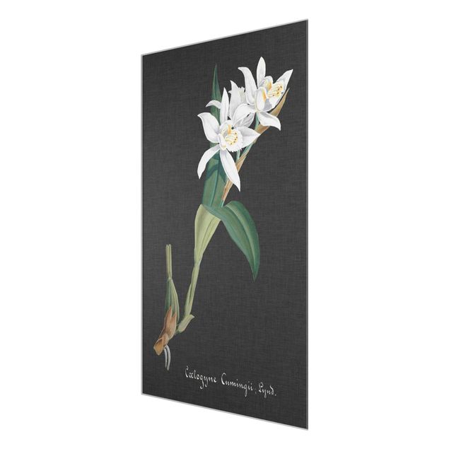 Tableau style vintage Orchidée blanche sur lin II