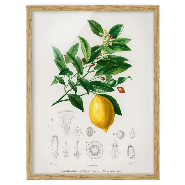 Tableau fleurs Illustration Botanique Vintage Citron