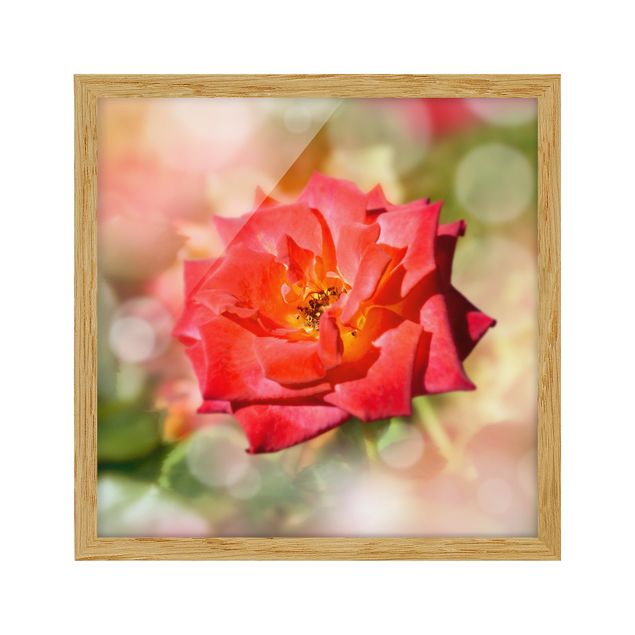 tableaux floraux No.YK19 Shining Rose