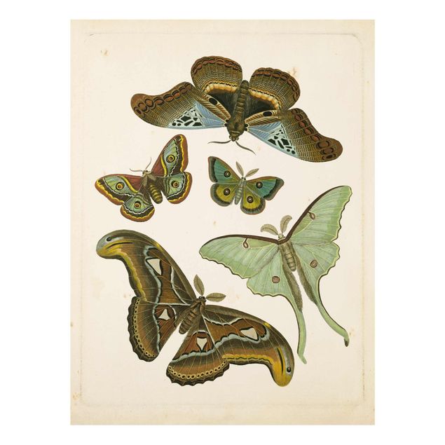Tableau rétro Illustration vintage Papillons Exotiques II