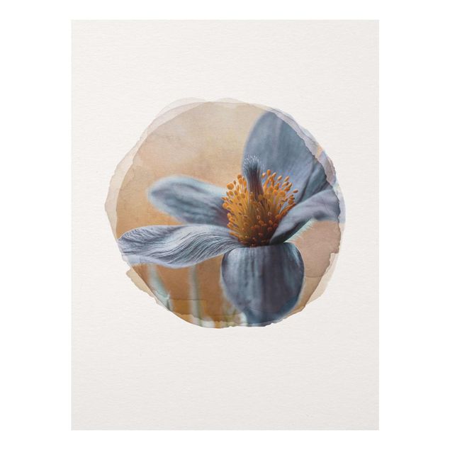 Tableaux fleurs Aquarelles - Coquerelle en bleu