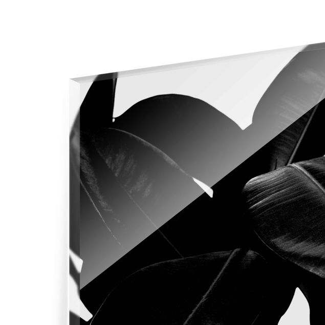 Tableaux en verre magnétique Arbre à caoutchouc noir et blanc