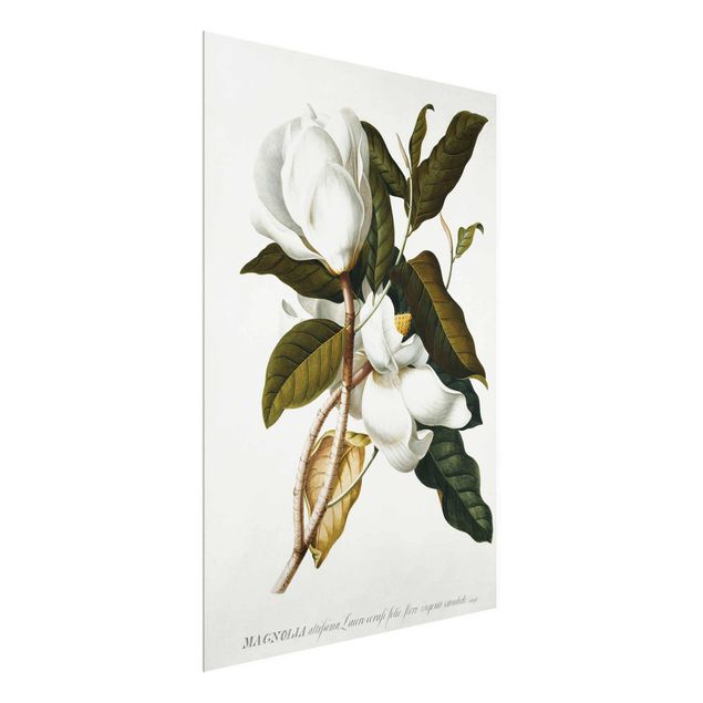 Tableaux en verre fleurs Georg Dionysius Ehret - Magnolia