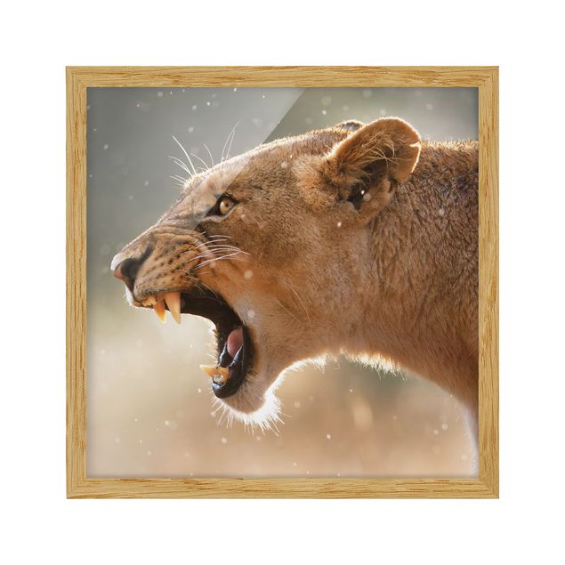 Tableau moderne Lionne en chasse