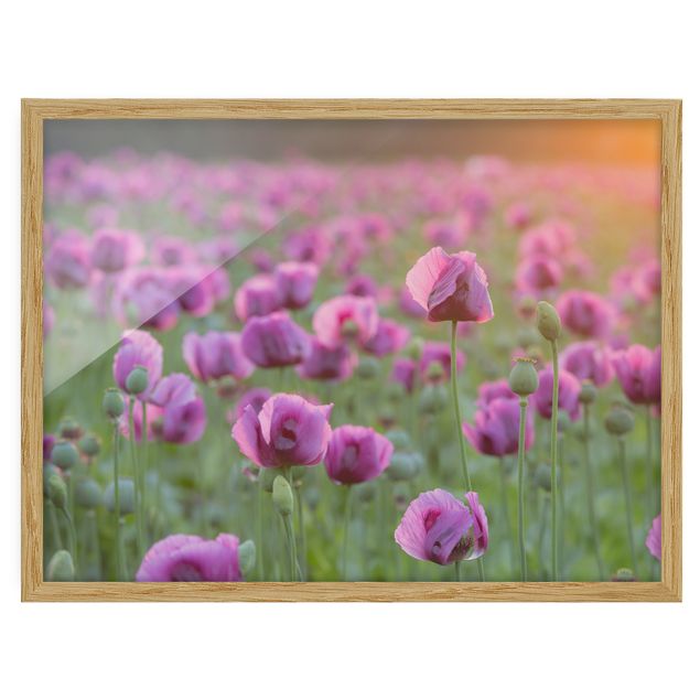 Tableaux moderne Prairie de coquelicots violets au printemps