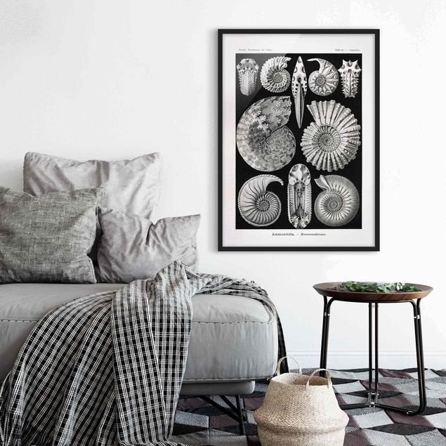 Affiches encadrées noir et blanc Tableau Botanique Fossiles noir et blanc
