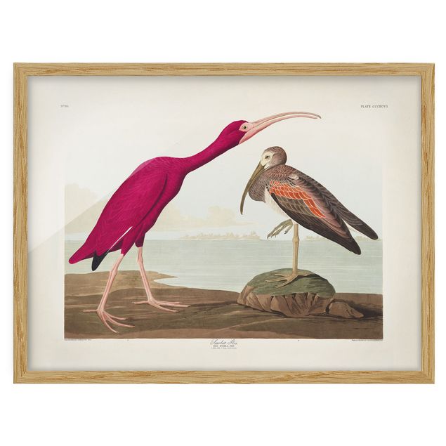 Tableau bord de mer Tableau Vintage Ibis rouge