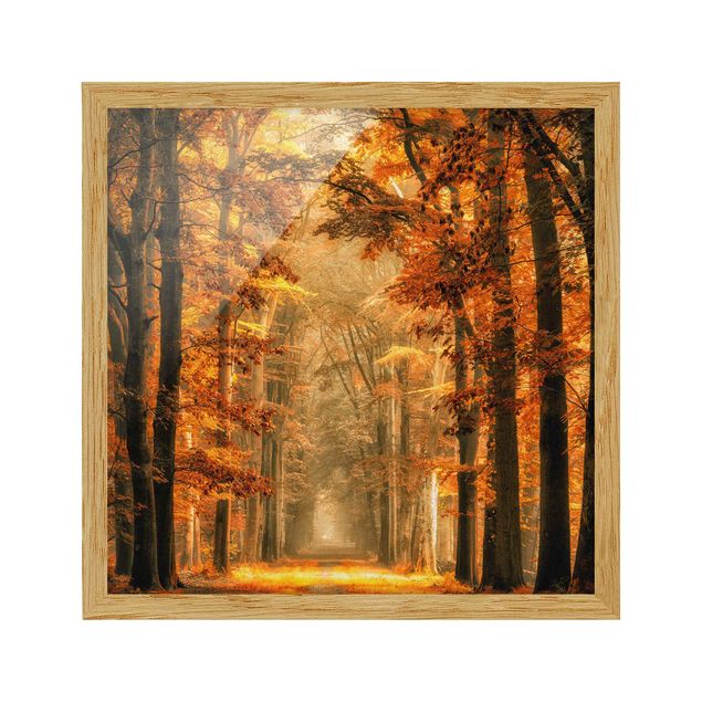 Tableaux encadrés paysage Forêt enchantée en automne